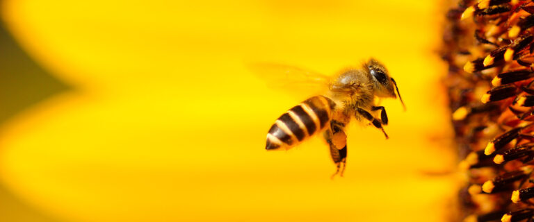 Bee Insights for Information Management